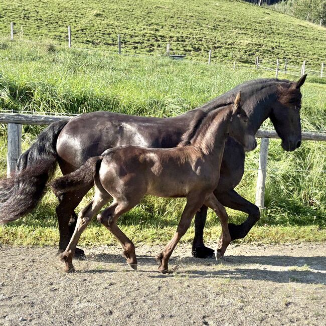 Friesen Hengstfohlen, Silvia, Horses For Sale, Irdning