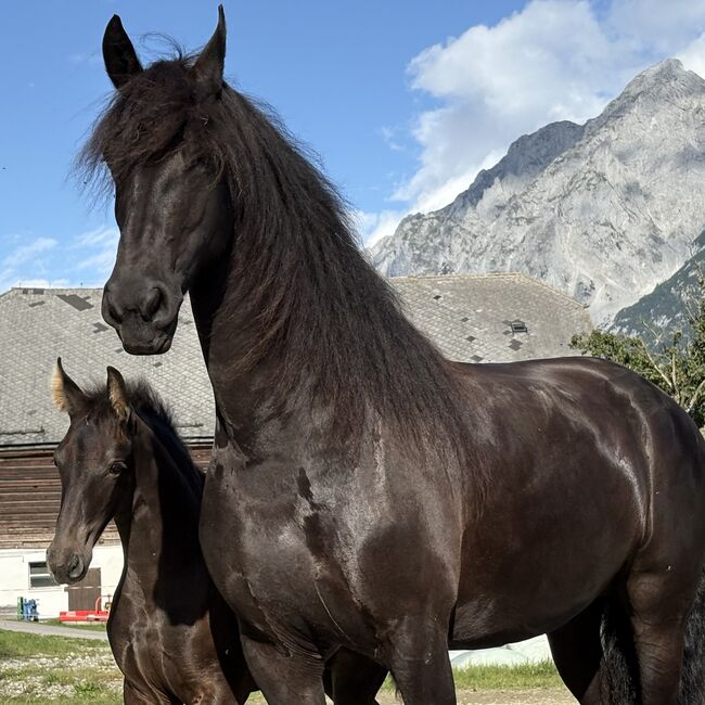 Friesen Hengstfohlen, Silvia, Horses For Sale, Irdning, Image 3