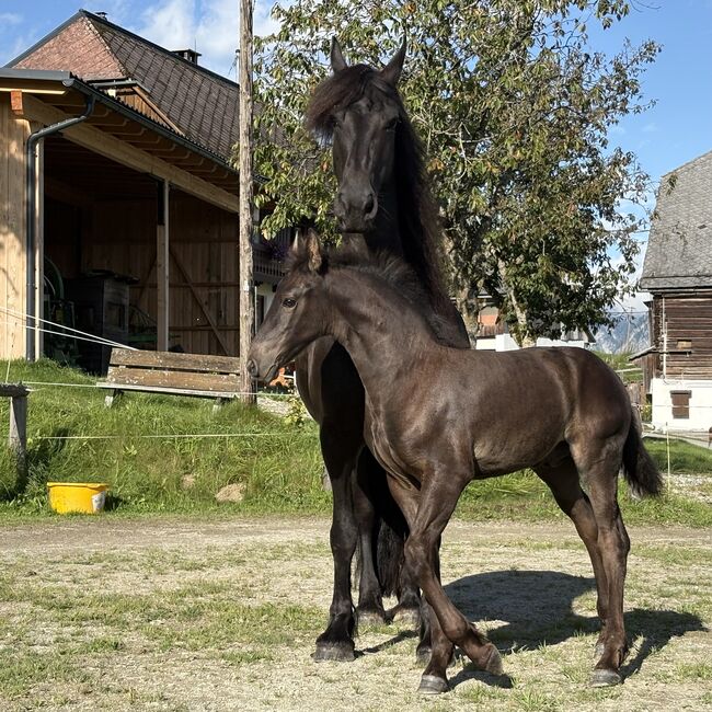 Friesen Hengstfohlen, Silvia, Horses For Sale, Irdning, Image 5