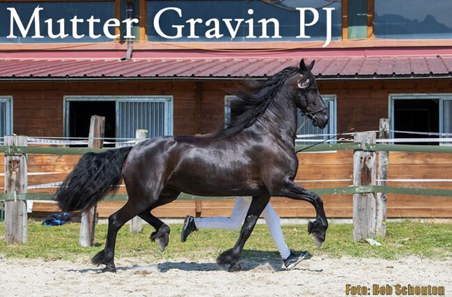 Friesen Hengstfohlen, Silvia, Horses For Sale, Irdning, Image 6