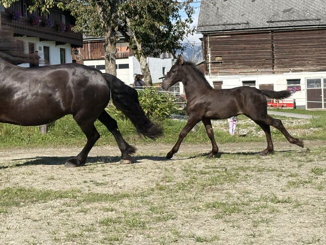 Friesen Hengstfohlen, Silvia, Horses For Sale, Irdning, Image 7