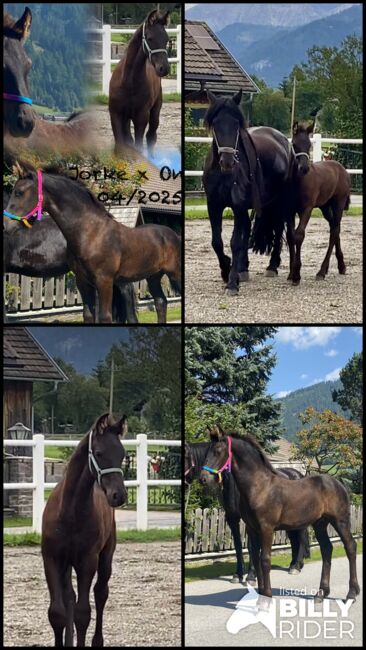 Friesenhengstfohlen, Barbara , Horses For Sale, St. Michael , Image 6
