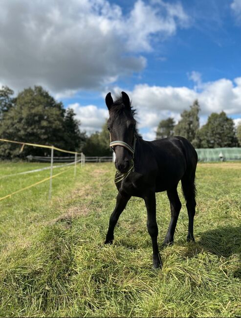 Friesen Hengstfohlen Jurre x Jouwe, Pia, Horses For Sale, Edemissen 