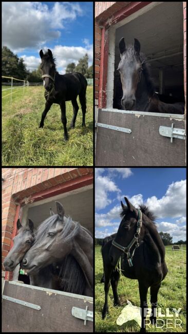 Friesen Hengstfohlen Jurre x Jouwe, Pia, Horses For Sale, Edemissen , Image 8