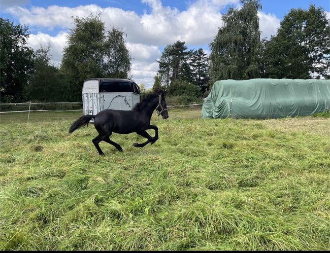 Friesen Hengstfohlen Jurre x Jouwe, Pia, Horses For Sale, Edemissen , Image 7