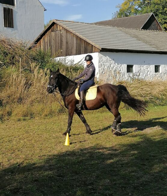Friesenmix Stute, Nicole, Horses For Sale, Schwarzenau