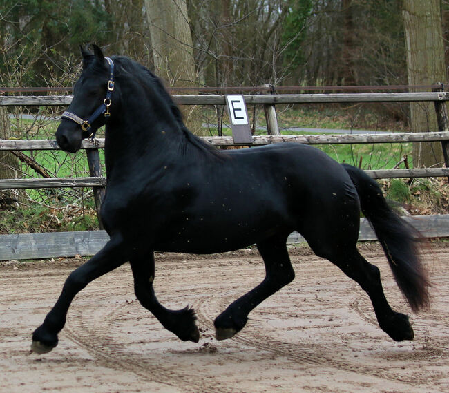 Friesian gelding for sale, gabrielefichtne, Konie na sprzedaż, Sopron