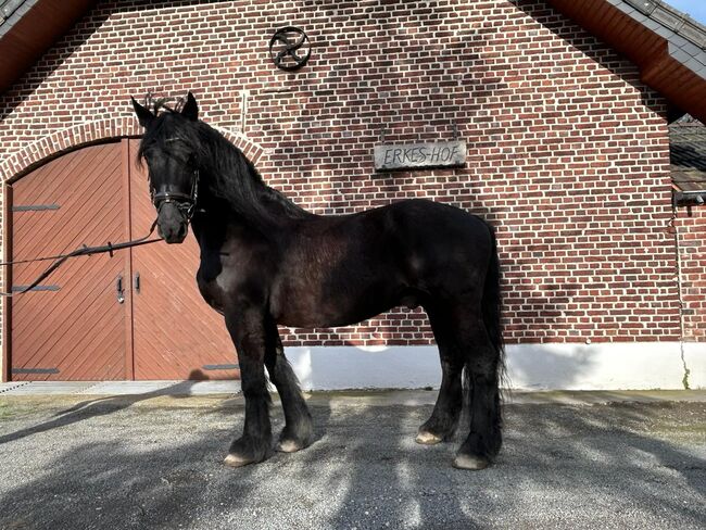 Friesen wallach, Sonja joester , Horses For Sale, Kerken, Image 4