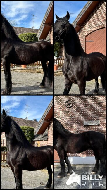Friesen wallach, Sonja joester , Horses For Sale, Kerken, Image 9