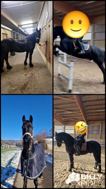 Friesen Wallach, Corina Schäf, Horses For Sale, Oppenweiler , Image 5