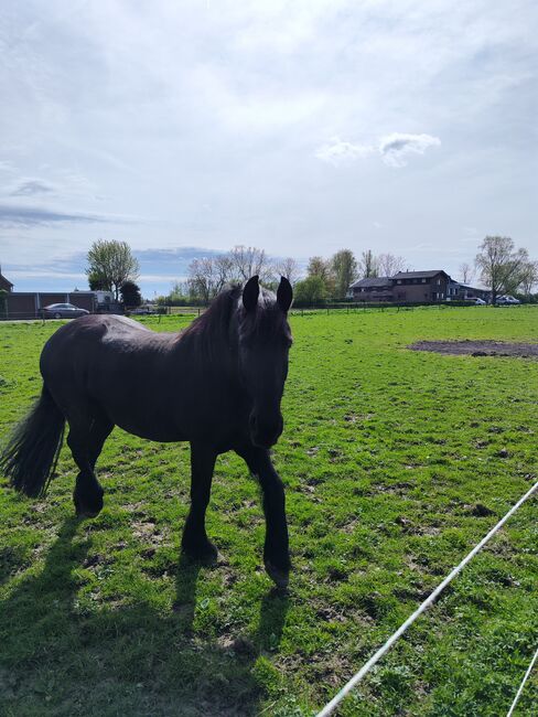 Friesen Wallach oder Friesen Stute, Antje , Horses For Sale, Emmerich, Image 2