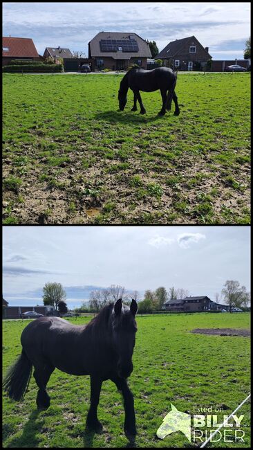 Friesen Wallach oder Friesen Stute, Antje , Horses For Sale, Emmerich, Image 3