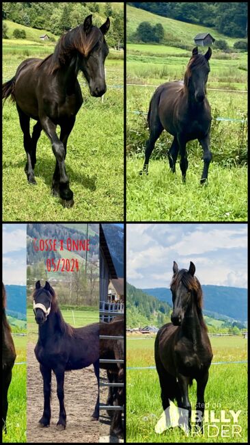 Friesenstute, Barbara , Horses For Sale, St. Michael , Image 6
