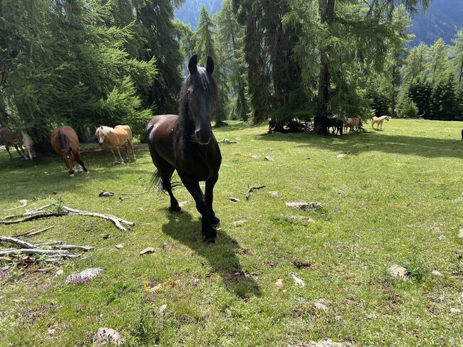 Friesenstute, Tanja, Horses For Sale, Marienberg, Image 4