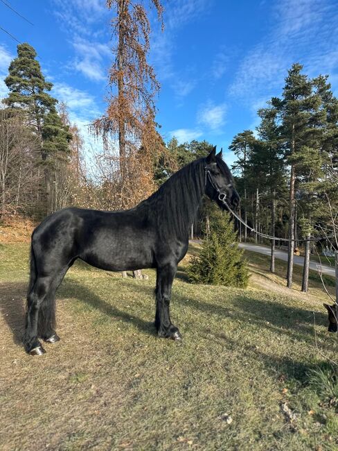 Friesenstute, Tanja, Horses For Sale, Marienberg, Image 2