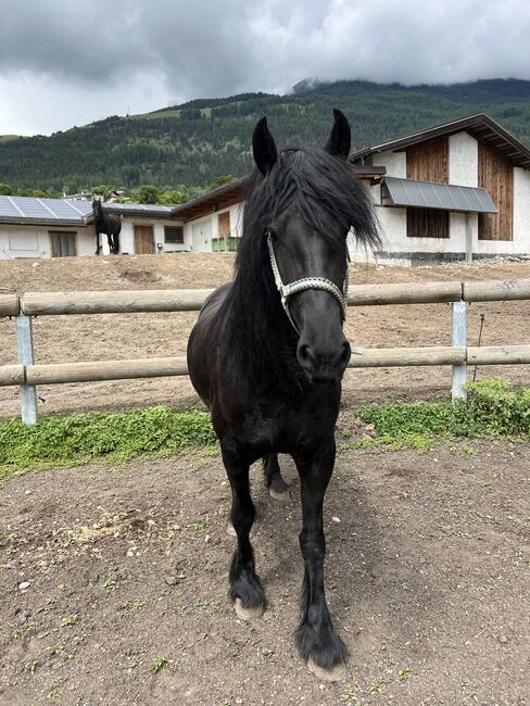 Friesenstute, Tanja, Horses For Sale, Marienberg, Image 8