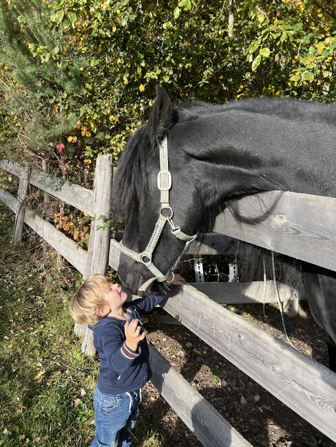 Friesenstute, Tanja, Horses For Sale, Marienberg, Image 4