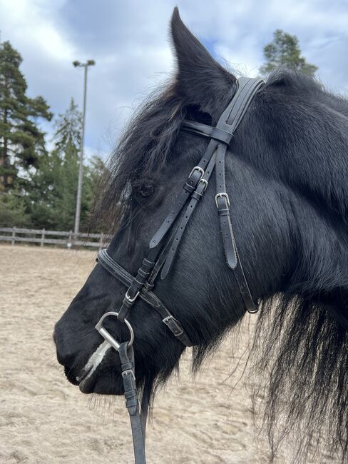 Friesenstute, Tanja, Horses For Sale, Marienberg, Image 3