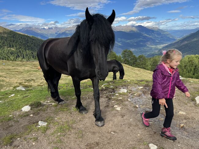 Friesenstute, Tanja, Horses For Sale, Marienberg, Image 6