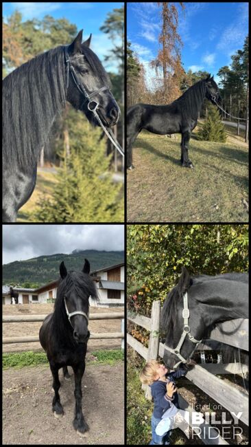 Friesenstute, Tanja, Horses For Sale, Marienberg, Image 11