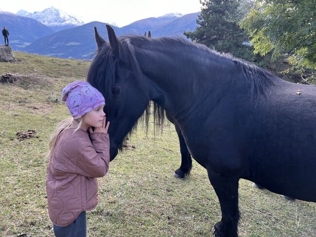 Friesenstute, Tanja, Horses For Sale, Marienberg, Image 5