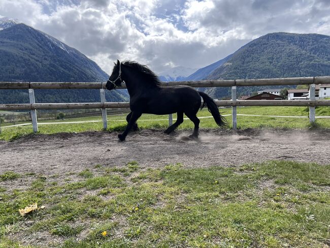 Friesenstute, Tanja, Horses For Sale, Marienberg, Image 10