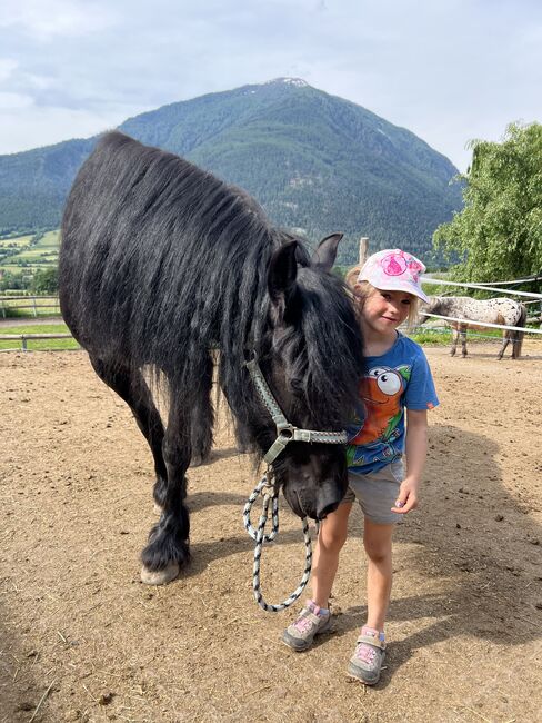 Friesenstute, Tanja, Horses For Sale, Marienberg, Image 9