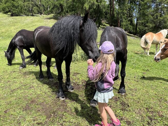 Friesenstute, Tanja, Horses For Sale, Marienberg, Image 7