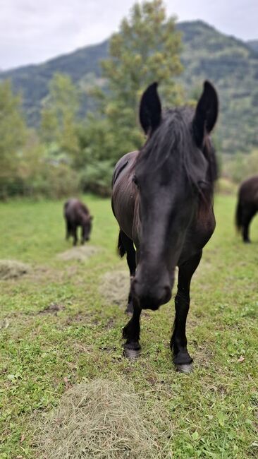 Friesenstute KFPS, Celina, Horses For Sale, Dorfgastein, Image 4