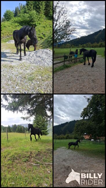 Friesenstute KFPS, Celina, Horses For Sale, Dorfgastein, Image 9