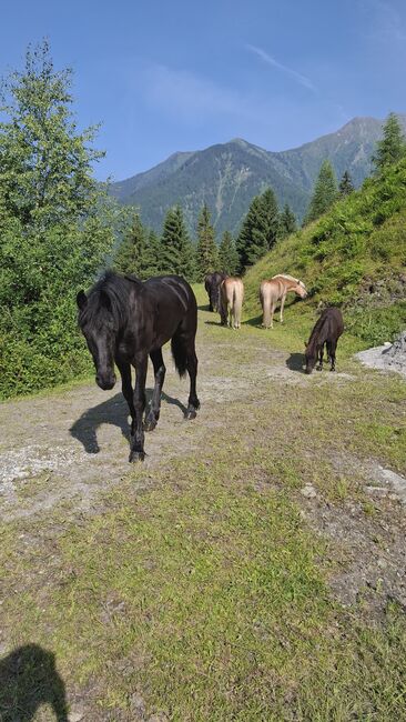 Friesenstute KFPS, Celina, Horses For Sale, Dorfgastein, Image 5