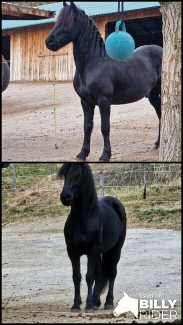 Verkaufe Friesenmixwallach zum Weiterausbilden, Jennifer , Horses For Sale, Wien, Liesing, Image 3