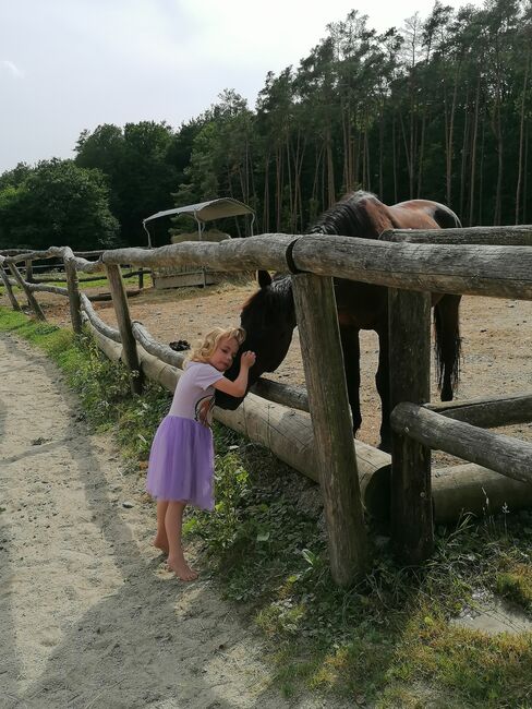 Friesenmix, Rothmann Romana , Horses For Sale, Heiligenkreuz Im Lafnitztal , Image 3