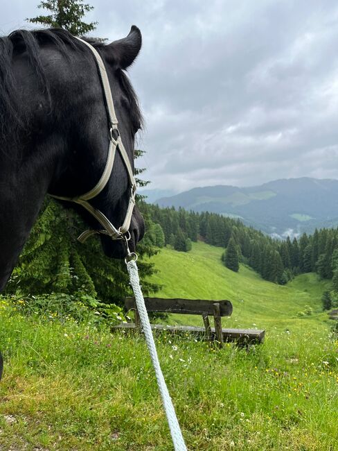 Friesen Mix Stute, Sandra Raab, Horses For Sale, Freilassing, Image 2