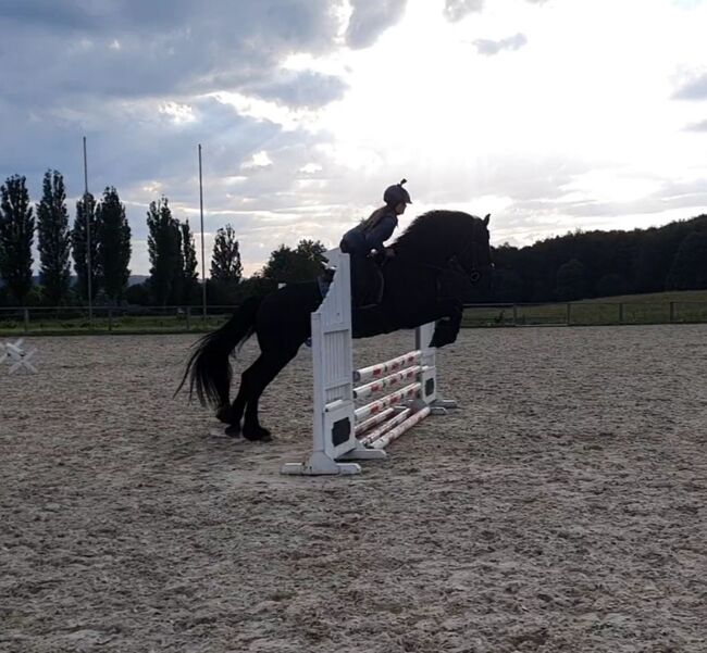 Friesen Mix Stute, Sandra Raab, Horses For Sale, Freilassing, Image 7