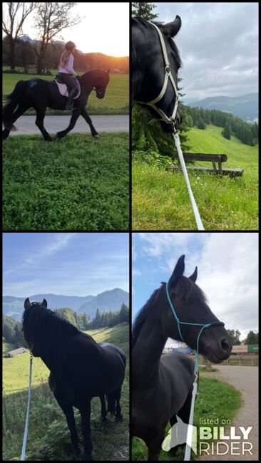 Friesen Mix Stute, Sandra Raab, Horses For Sale, Freilassing, Image 11