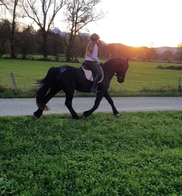 Friesen Mix Stute, Sandra Raab, Horses For Sale, Freilassing