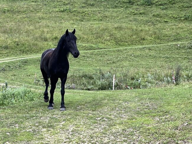 Friesen Mix Stute, Sandra Raab, Horses For Sale, Freilassing, Image 10