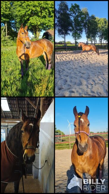 Friesenmix sucht Traumzuhause, Stefanie , Horses For Sale, Westoverledingen, Image 6