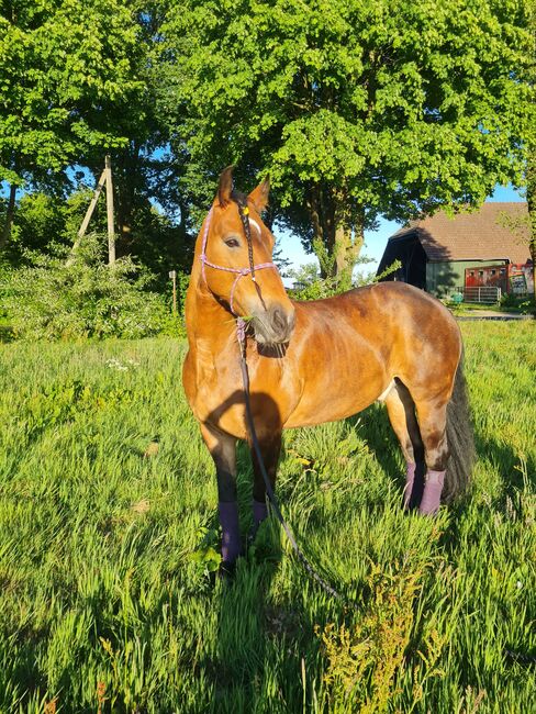 Friesenmix sucht Traumzuhause, Stefanie , Horses For Sale, Westoverledingen