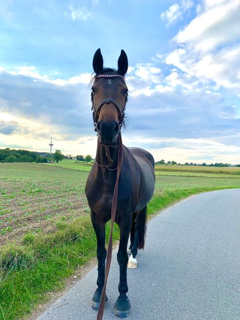 Friesen / Oldenburger Stute mit Charakter als Freitzeitpartner, Alina, Horses For Sale, Bad Oldesloe