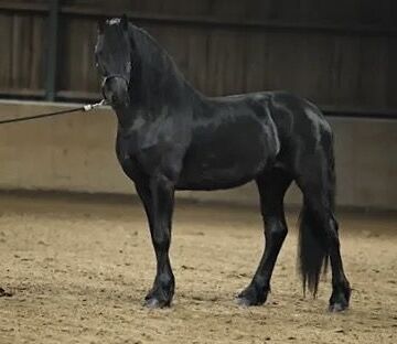 Friesenhengst mit KFPS Papier, Mvb , Horses For Sale, Drachten