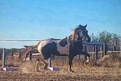 Friesian Warmblood mare, Giada, Horses For Sale, Tucson, Image 12