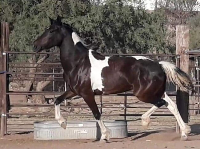 Friesian Warmblood mare, Giada, Pferd kaufen, Tucson, Abbildung 7