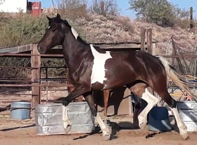 Friesian Warmblood mare, Giada, Pferd kaufen, Tucson, Abbildung 5
