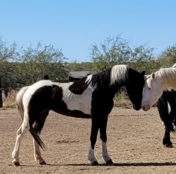 Friesian Warmblood mare, Giada, Pferd kaufen, Tucson, Abbildung 3