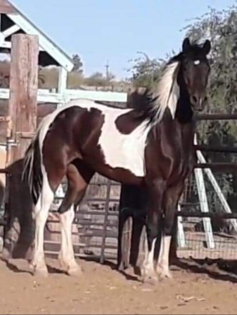 Friesian Warmblood mare, Giada, Pferd kaufen, Tucson, Abbildung 4