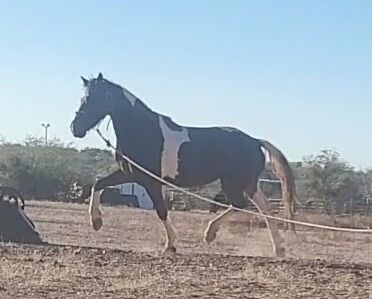 Friesian Warmblood mare, Giada, Pferd kaufen, Tucson, Abbildung 6