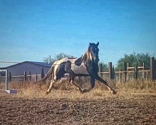 Friesian Warmblood mare, Giada, Pferd kaufen, Tucson, Abbildung 11
