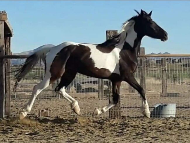 Friesian Warmblood mare, Giada, Pferd kaufen, Tucson, Abbildung 2